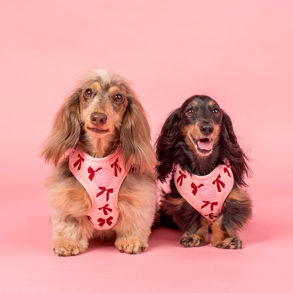 Pablo & Co Velvet Blush Bows Adjustable Harness