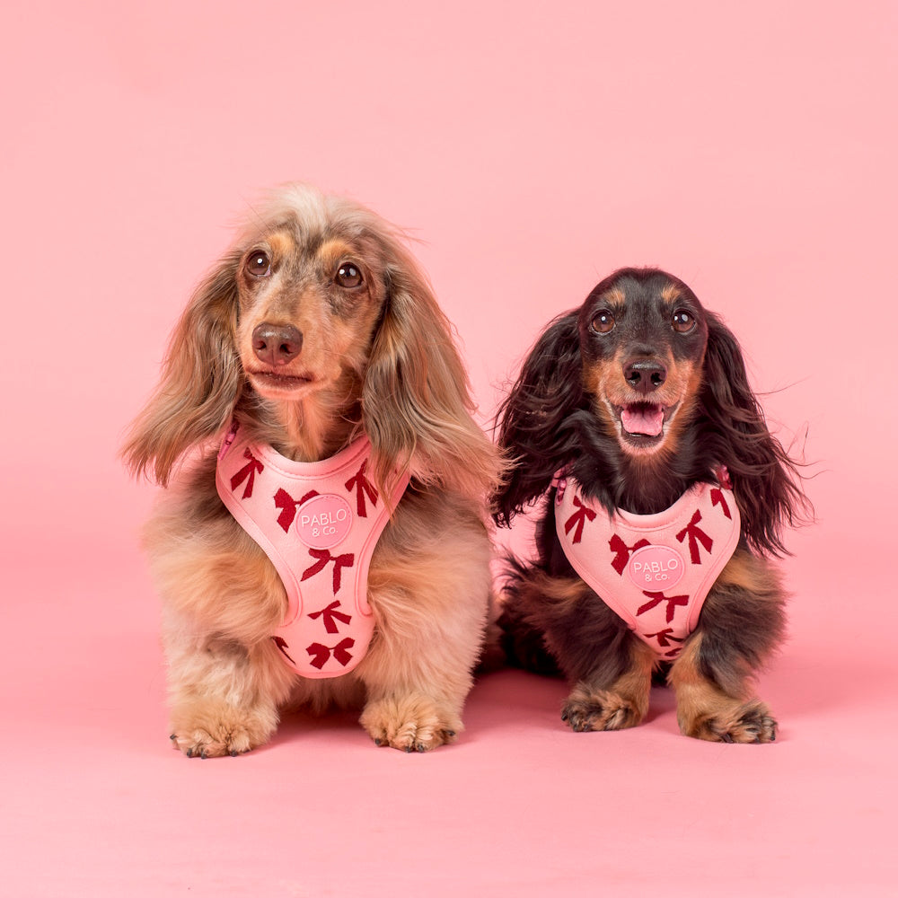 Pablo & Co Velvet Blush Bows Adjustable Harness