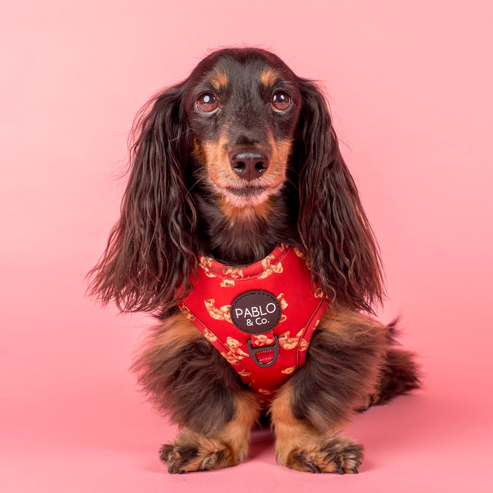 Pablo & Co Henry Bear Adjustable Harness