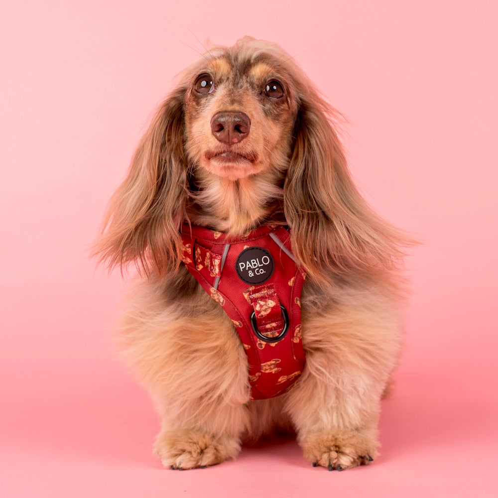 Pablo & Co Henry Bear No Pull Adventure Harness