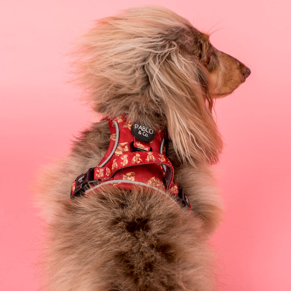 Pablo & Co Henry Bear No Pull Adventure Harness