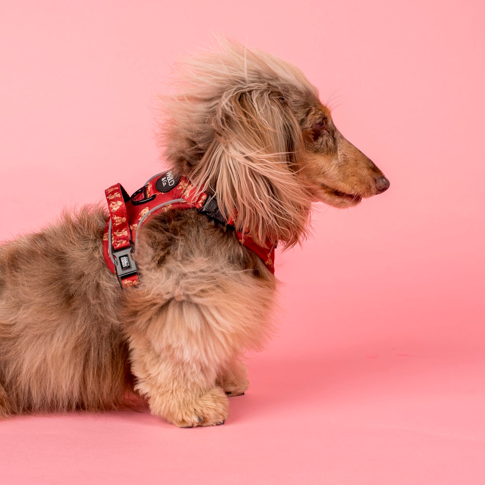 Pablo & Co Henry Bear No Pull Adventure Harness