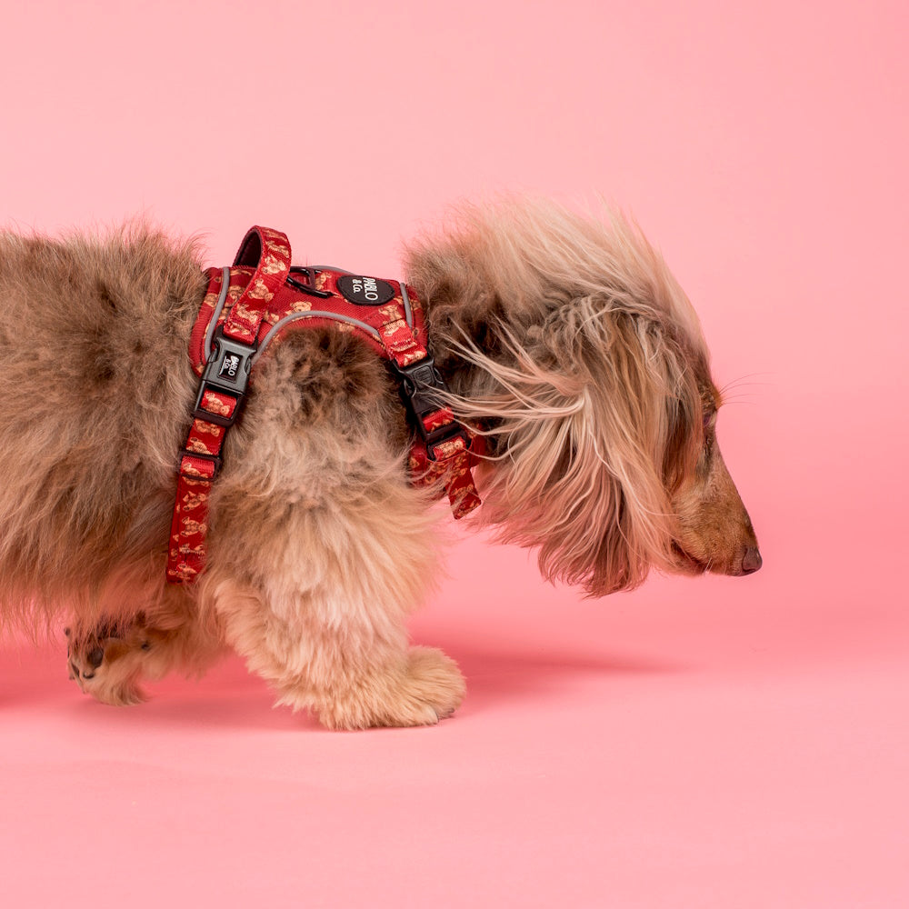 Pablo & Co Henry Bear No Pull Adventure Harness