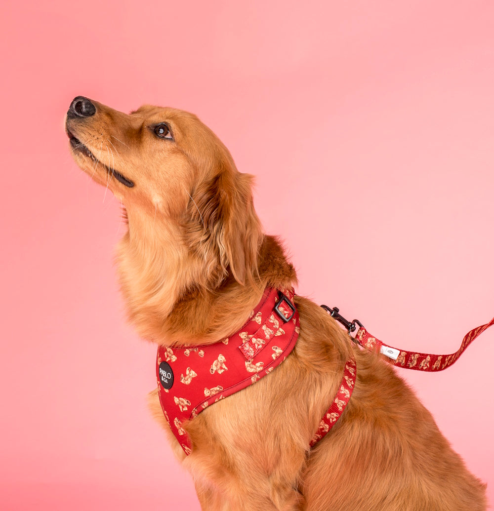 Pablo & Co Henry Bear Adjustable Harness