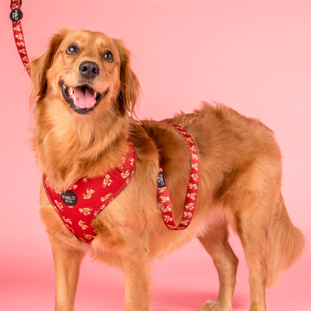 Pablo & Co Henry Bear Adjustable Harness