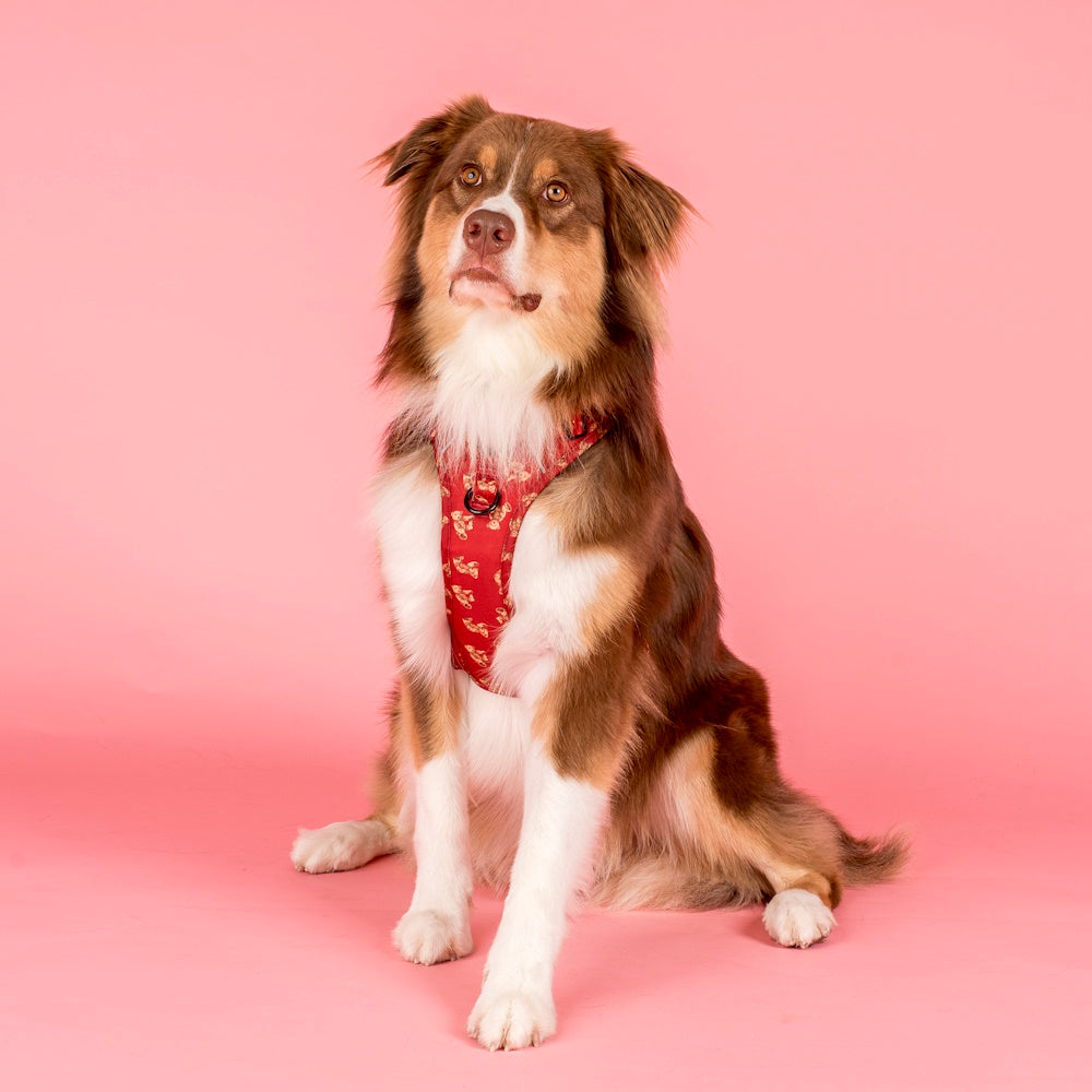 Pablo & Co Henry Bear No Pull Adventure Harness