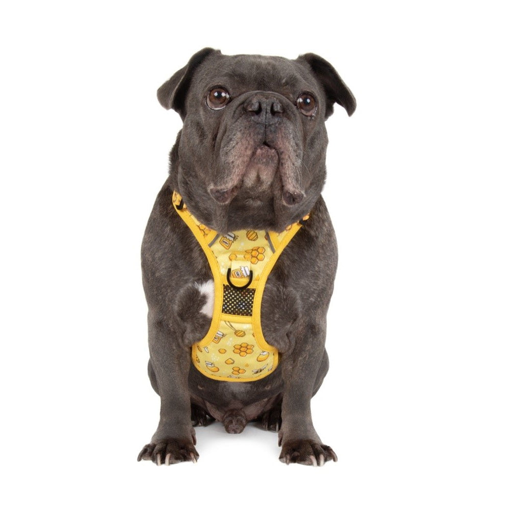 Big & Little Dogs Bee-Hiving All Rounder Harness