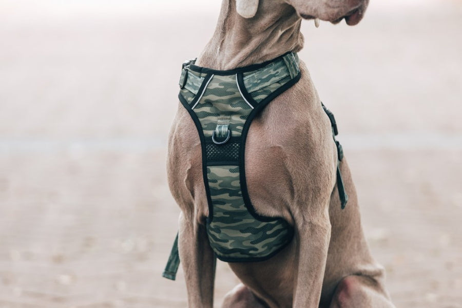 Big & Little Dogs Camouflaged All Rounder Harness
