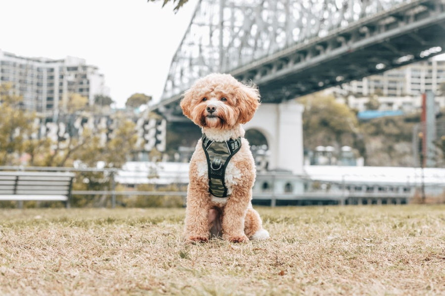 Big & Little Dogs Camouflaged All Rounder Harness