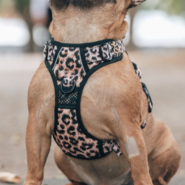Big & Little Dogs Luxurious Leopard All Rounder Harness