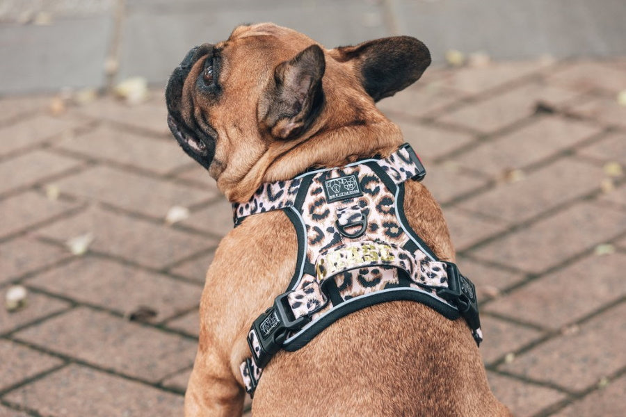 Big & Little Dogs Luxurious Leopard All Rounder Harness