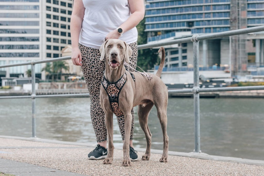 Big & Little Dogs Luxurious Leopard All Rounder Harness