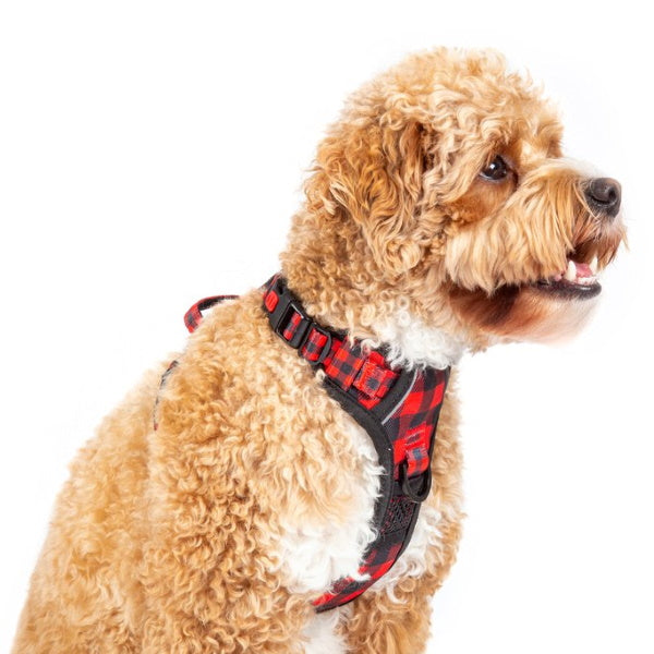 Big & Little Dogs Plaid To The Bone All Rounder Harness