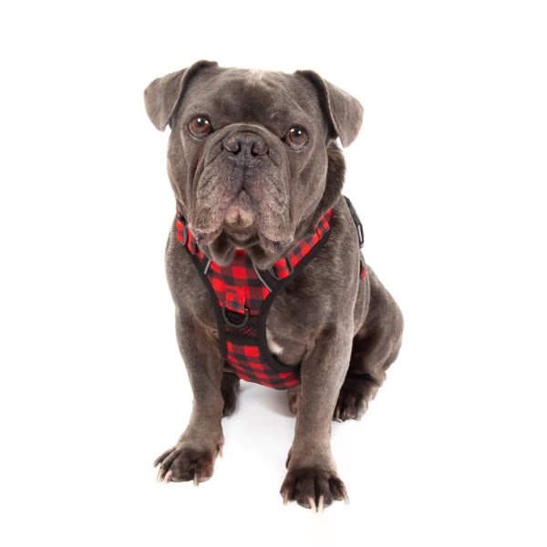 Big & Little Dogs Plaid To The Bone All Rounder Harness