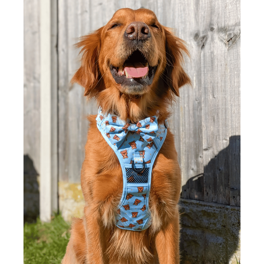 Big & Little Dogs All Rounder Harness: Cuddle Club