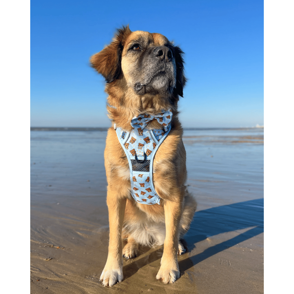 Big & Little Dogs All Rounder Harness: Cuddle Club
