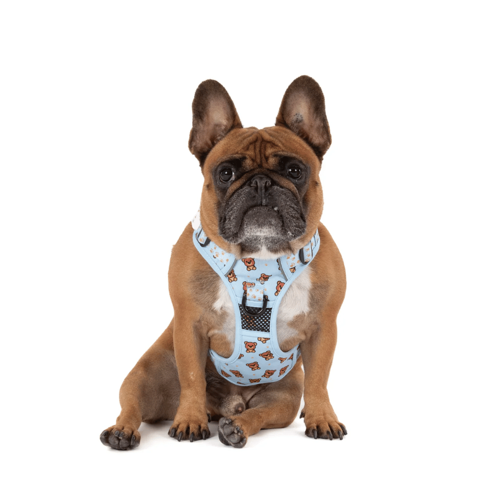 Big & Little Dogs All Rounder Harness: Cuddle Club