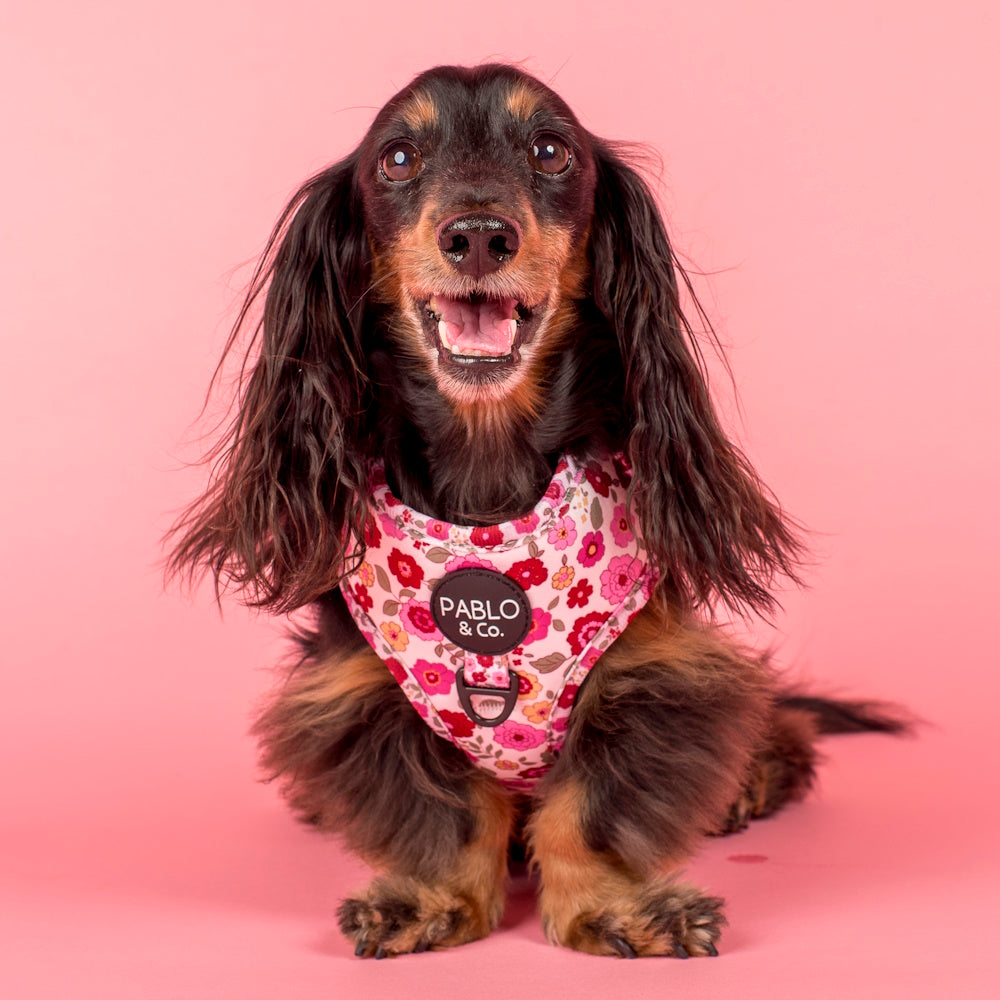 Pablo & Co Primrose Adjustable Harness