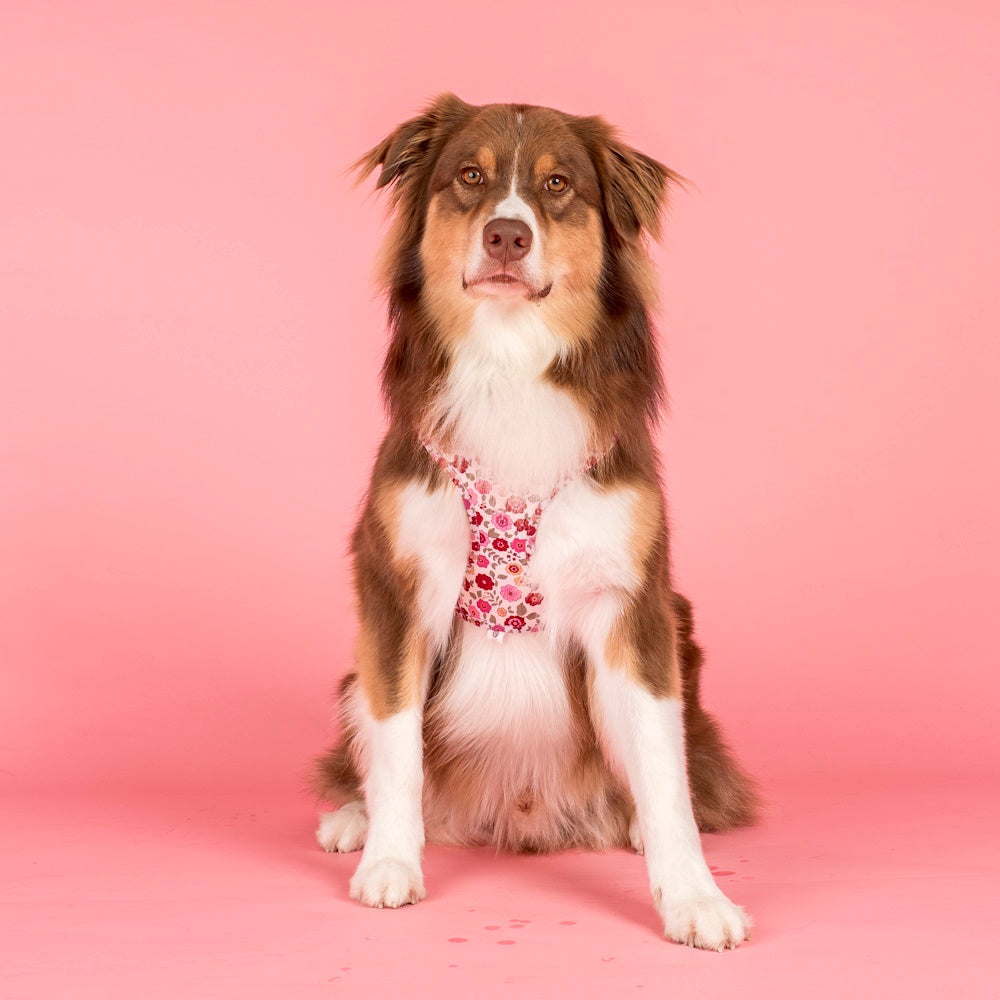 Pablo & Co Primrose Adjustable Harness