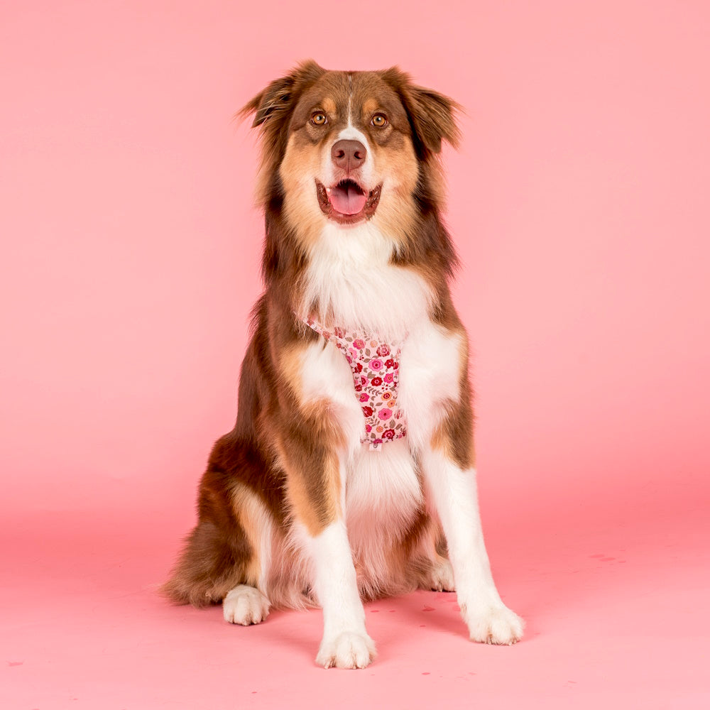 Pablo & Co Primrose Adjustable Harness