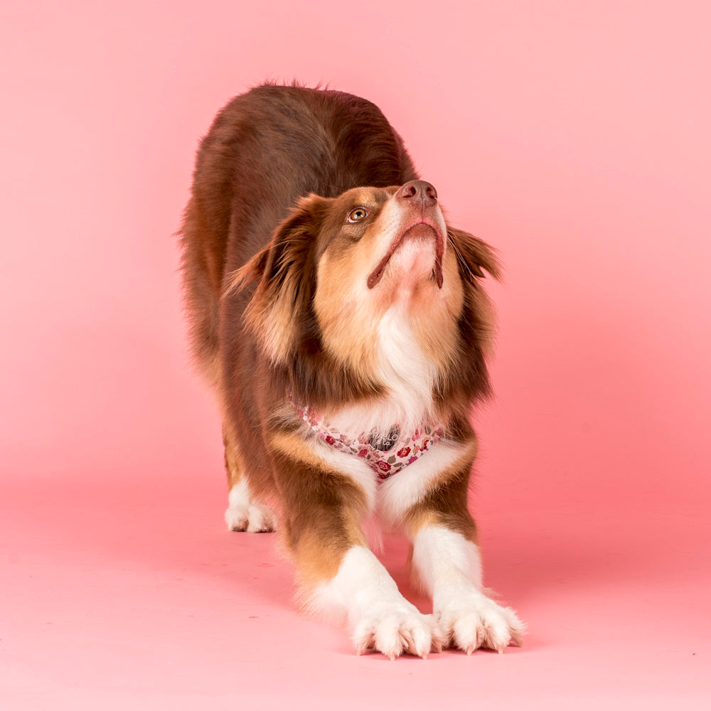Pablo & Co Primrose Adjustable Harness