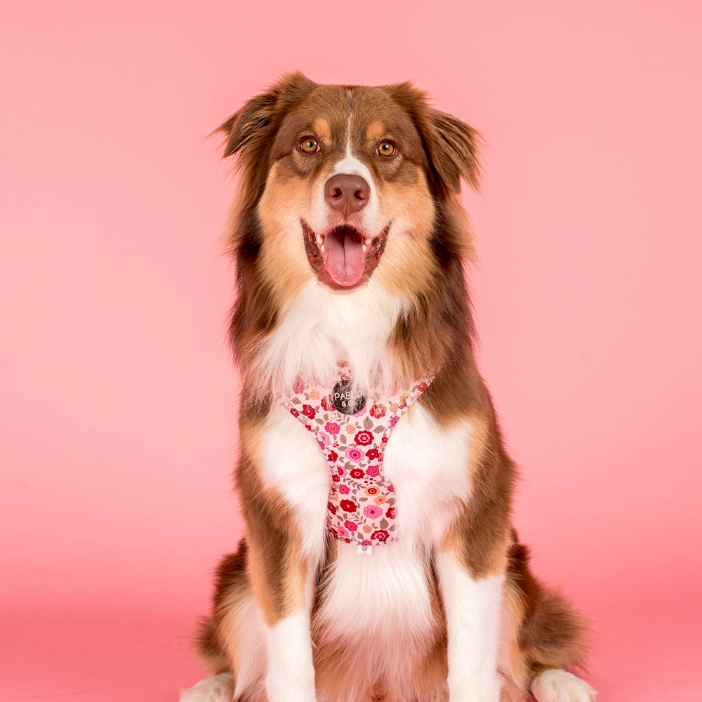 Pablo & Co Primrose Adjustable Harness