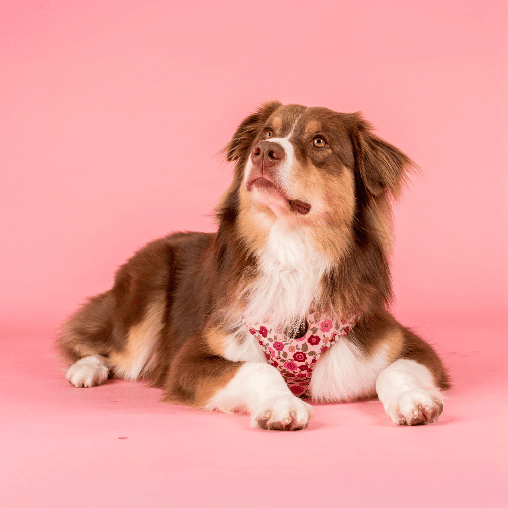 Pablo & Co Primrose Adjustable Harness